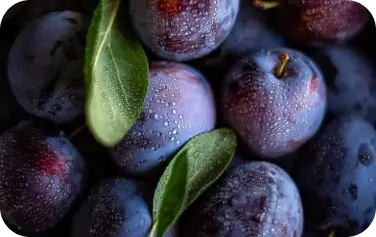 Flora-Sljiva-Cacanka