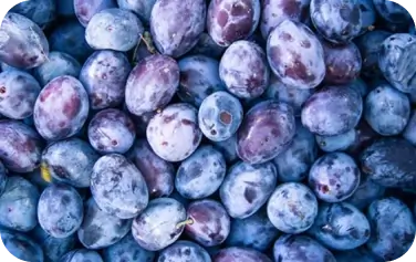 Flora-Sljiva-Stanley