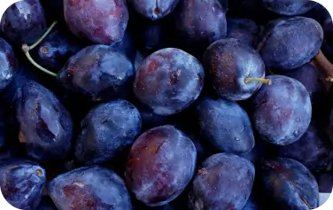 Flora-Sljiva-Pozegaca